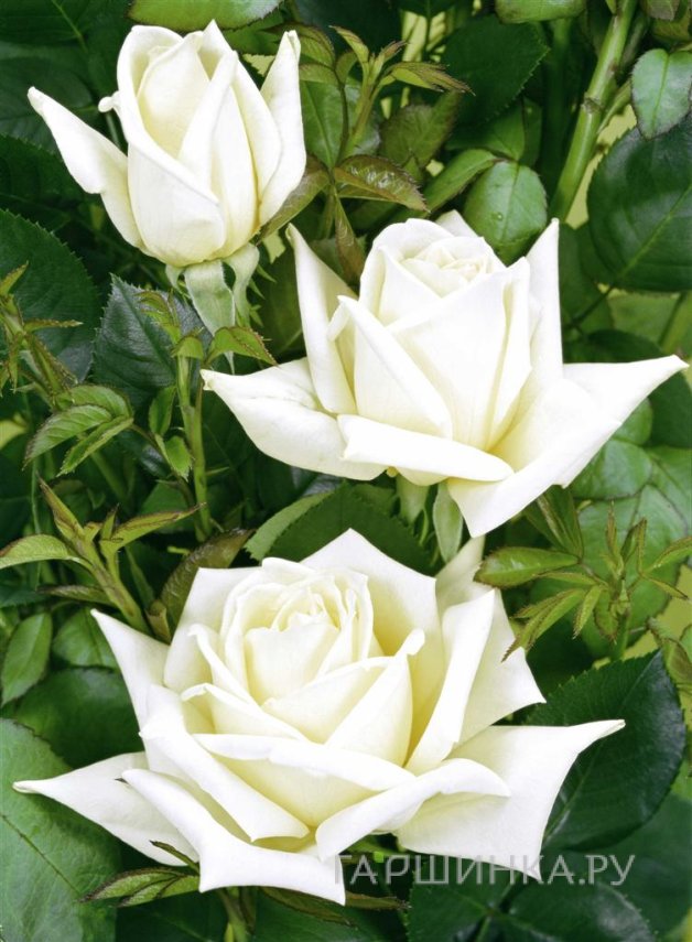 Роза Поларстерн чайно-гибридная, Тантау (лиц)