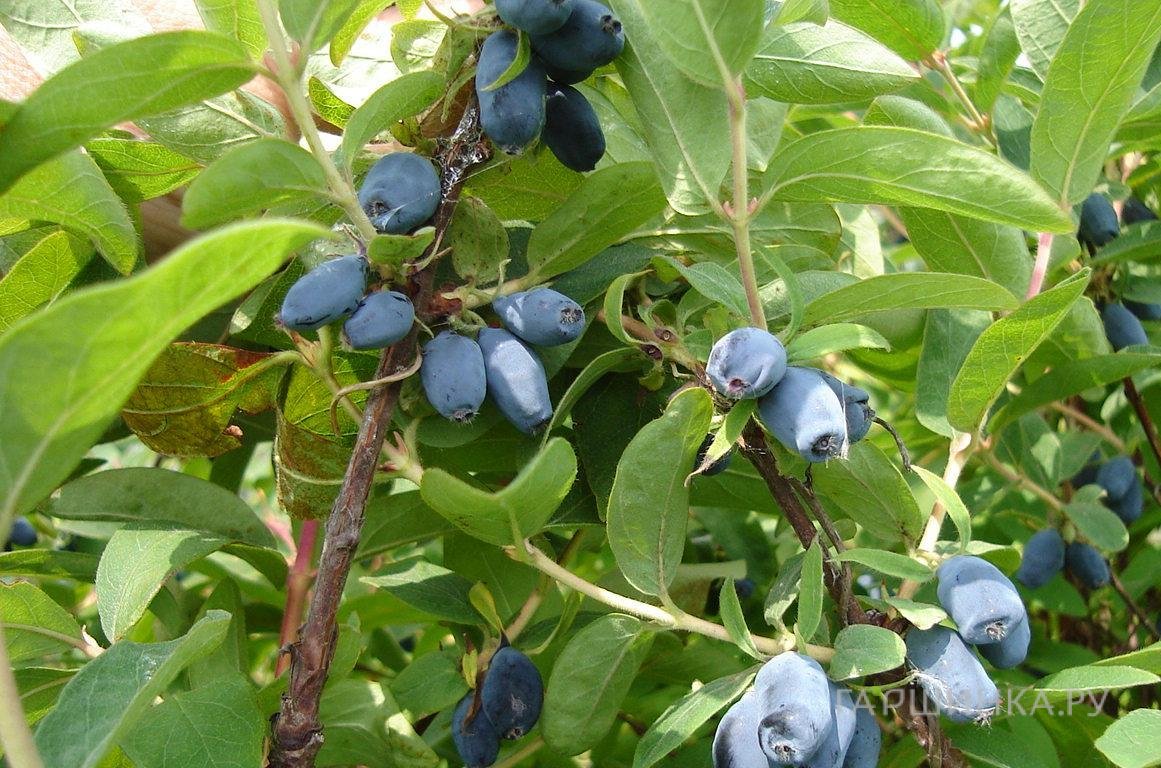 Жимолость Сибирячка