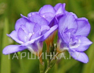 Фрезия махровая Дабл Блю 10шт.