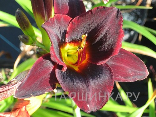 Лилейник Чоколат Кэнди