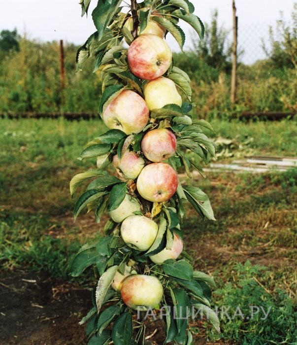 Яблоня Президент колоновидная (лицензионная)