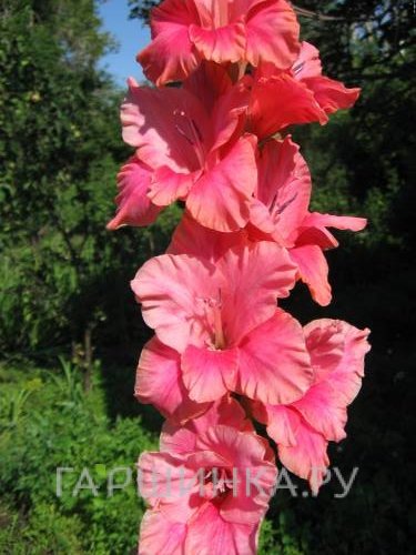 Гладиолус Россия