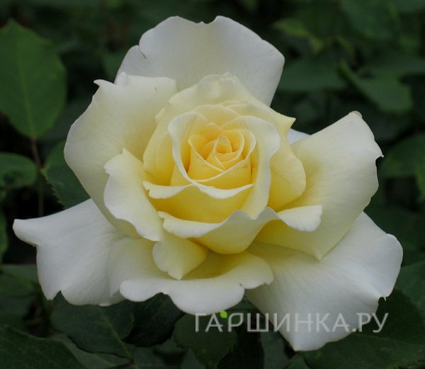 Роза Элина чайно-гибридная, Топалович (лиц)