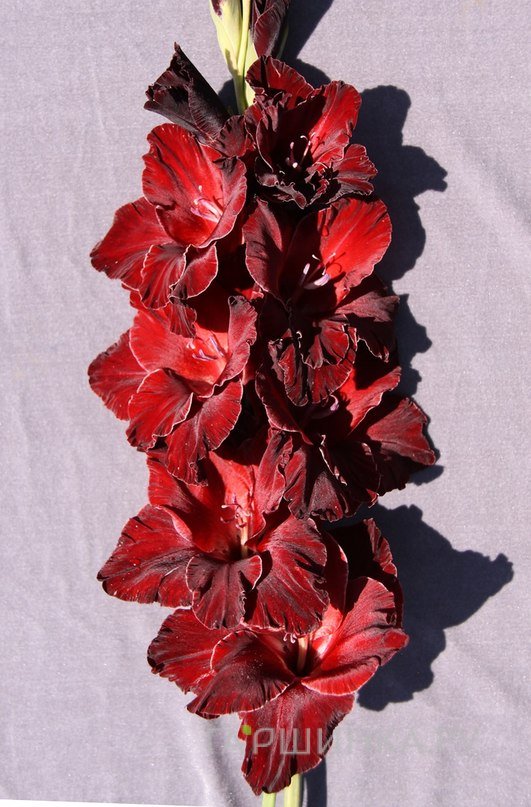 Гладиолус Черный атом