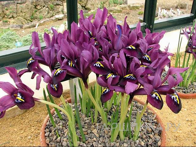 Ирис Пурпл Джем сетчатый 10 шт