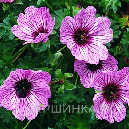 Герань садовая Балерина