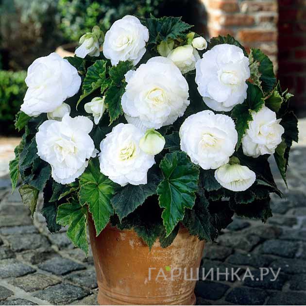 Бегония махровая Дубль Вайт
