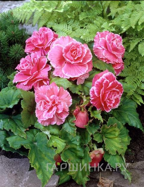 Бегония Пикоти Лейс Пинк 1шт.