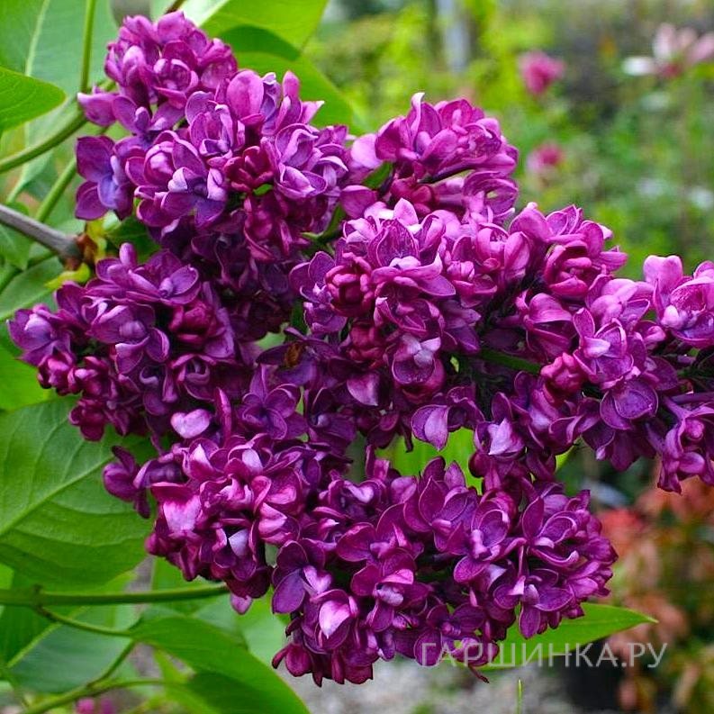 Сирень Чарльз Джоли (Шарль Жоли)