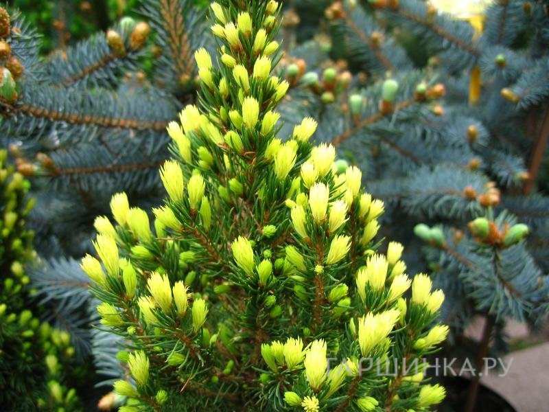 Ель канадская Рэйнбоуз Энд