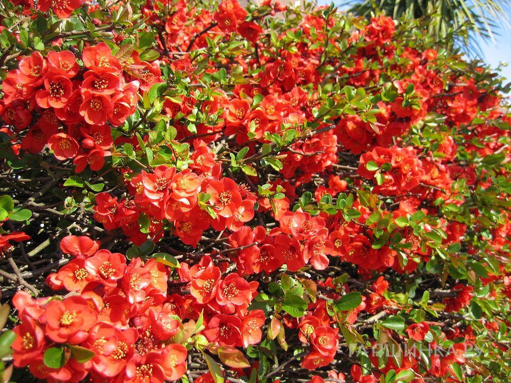 Айва Файр Данс