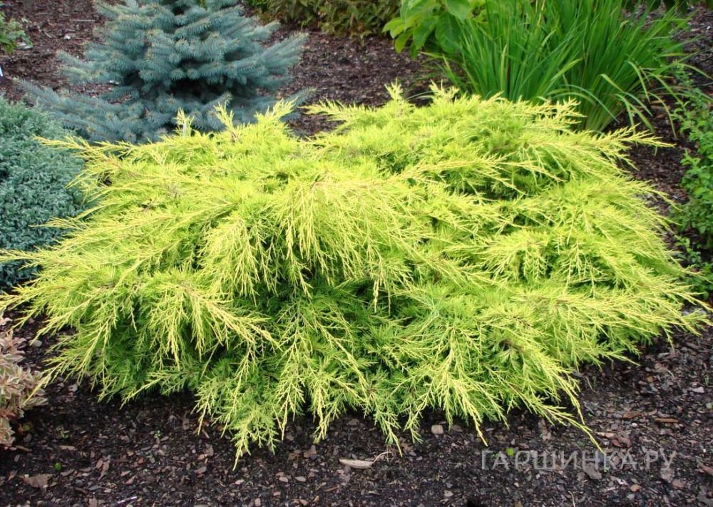 Можжевельник средний Голд Стар