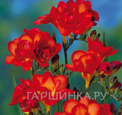 Фрезия махровая Дабл Ред 10шт.