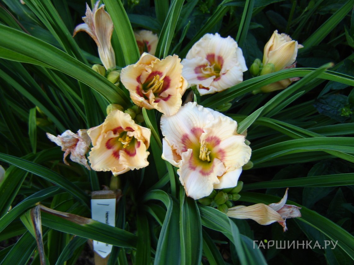 Лилейник Ол Американ Бэйби