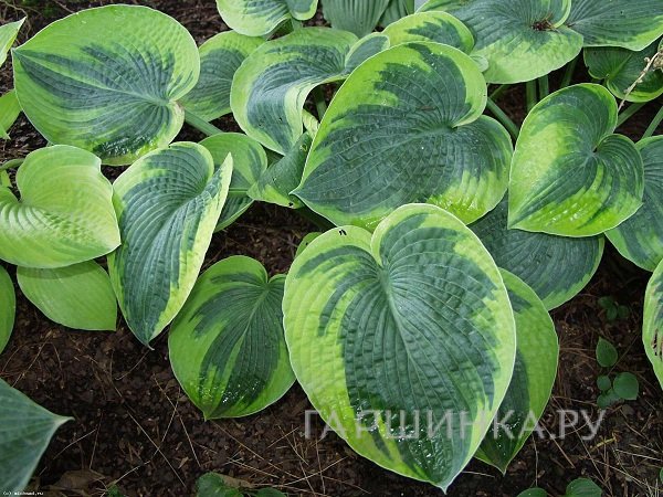 Хоста Токудама Флавоцирциналис (M)