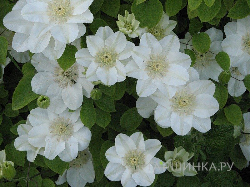 Клематис Джернси Крим крупноцветковый (2)