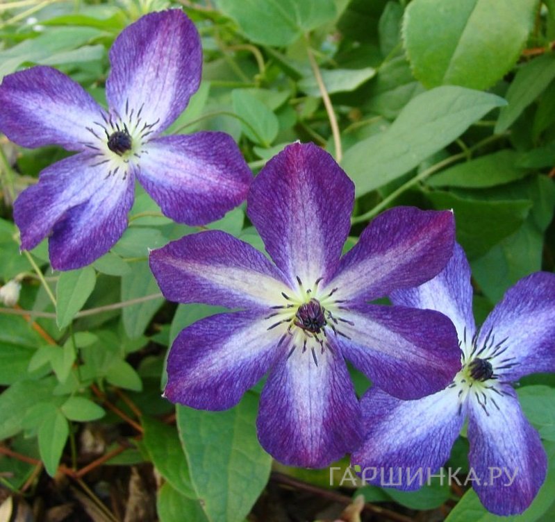 Клематис Веноза Виолацея крупноцветковый (3)