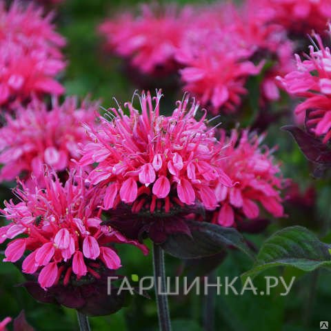 Монарда Пинк Лейс
