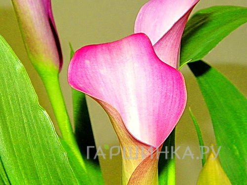 Калла Парфайт