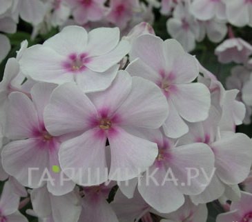 Флокс Атлант