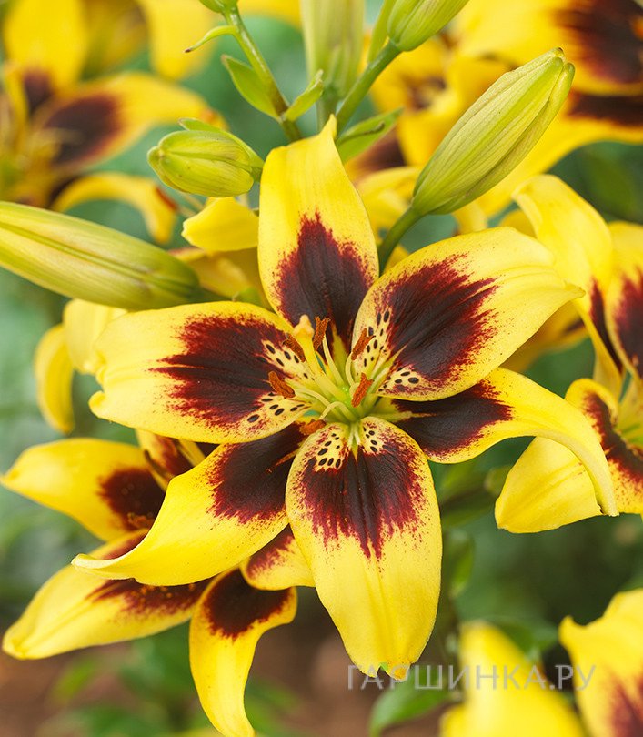 Лилия Пиетон азиатская