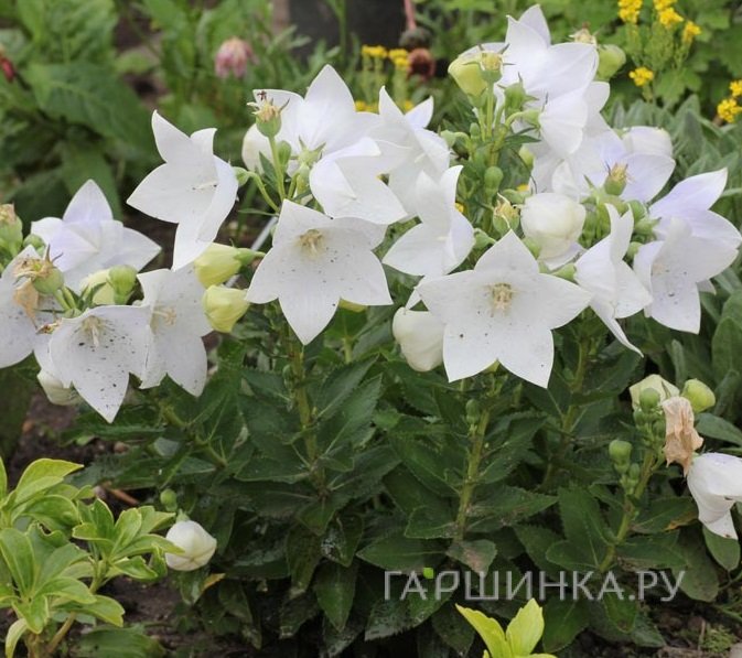 Платикодон крупноцветковый Фуджи Вайт