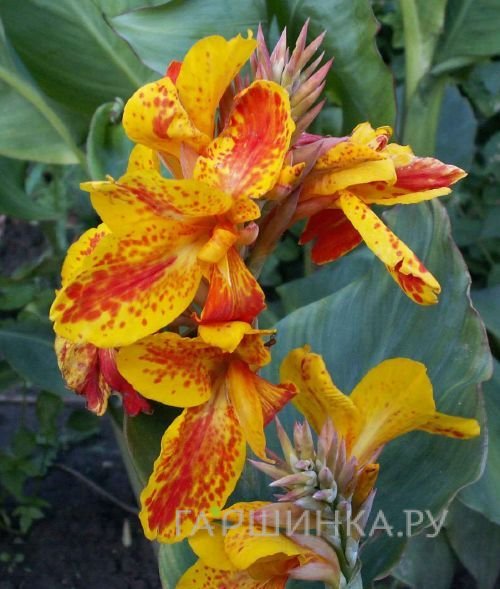 Канна Рейне Шарлотт