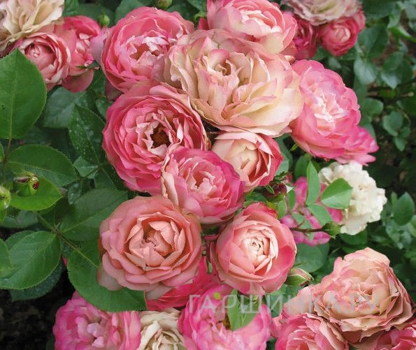 Роза Акрополис флорибунда, Топалович (лиц)