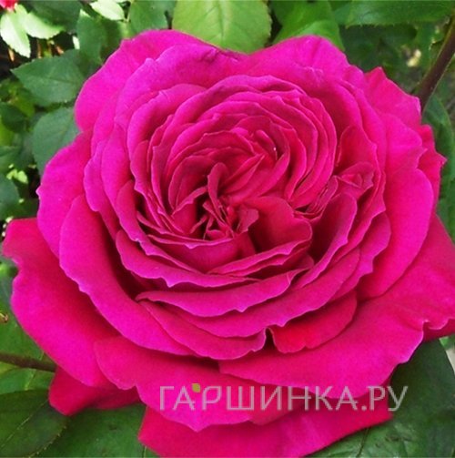 Роза Биг Пепл чайно-гибридная, Топалович (лиц)