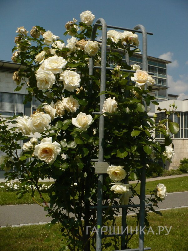 Роза Сноу Дэнс плетистая, Imperial Rose