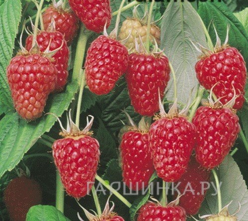 Малина Туламин красная