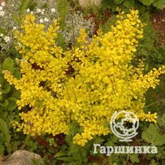 Спешиал Голд-3