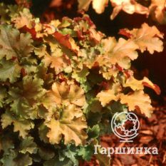 Амбер Вэйвс-2