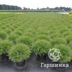 Мистер Боулинг Болл-3