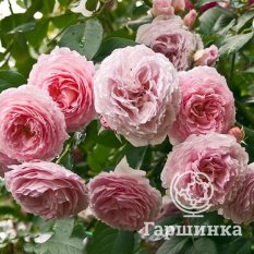 Роза Джеймс Гелвей-3