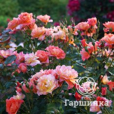 Вестерденд-3