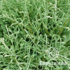 Мистер Боулинг Болл-2