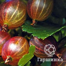 Финский красный -2