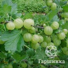 Финский зеленый-2