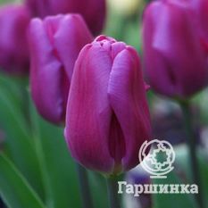 Тюльпан Пепл Принц -2