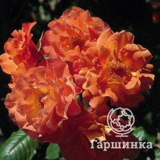 Вестерденд-4