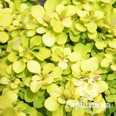 Спешиал Голд-2