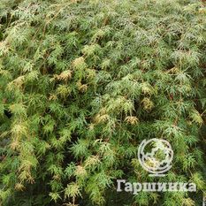 Эмеральд Лейс-2