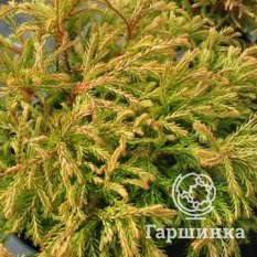 Голден Таффет-2