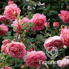 Роза Джеймс Гелвей-4