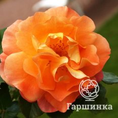 Вестерденд-2