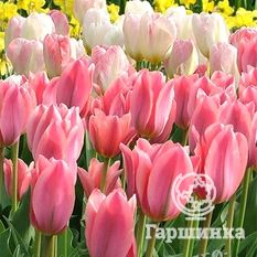 Тюльпан Альберт Хейн-4