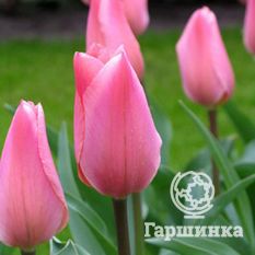 Тюльпан Альберт Хейн-2