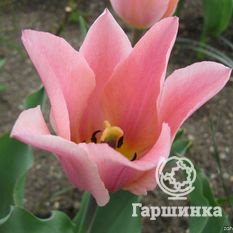 Тюльпан Альберт Хейн-3