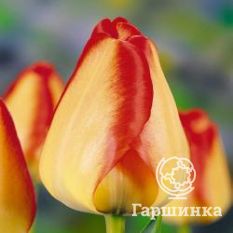 Американ Дрим-3